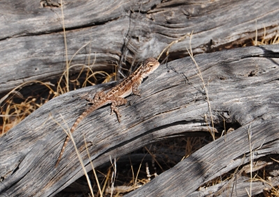 20100403-DSC_0211 Dragon on log_cpd_400w.jpg